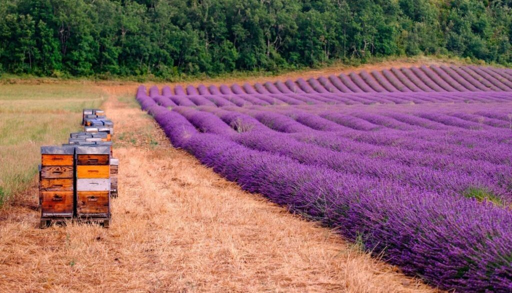 La Provence en été