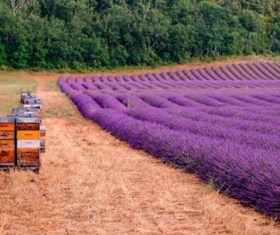 La Provence en été