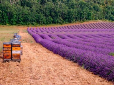 La Provence en été